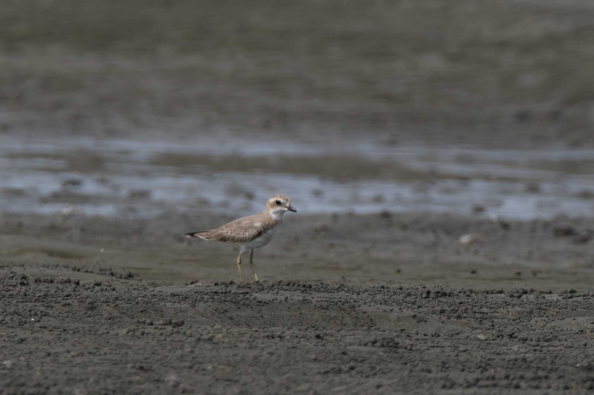 Siberian Sand Plover