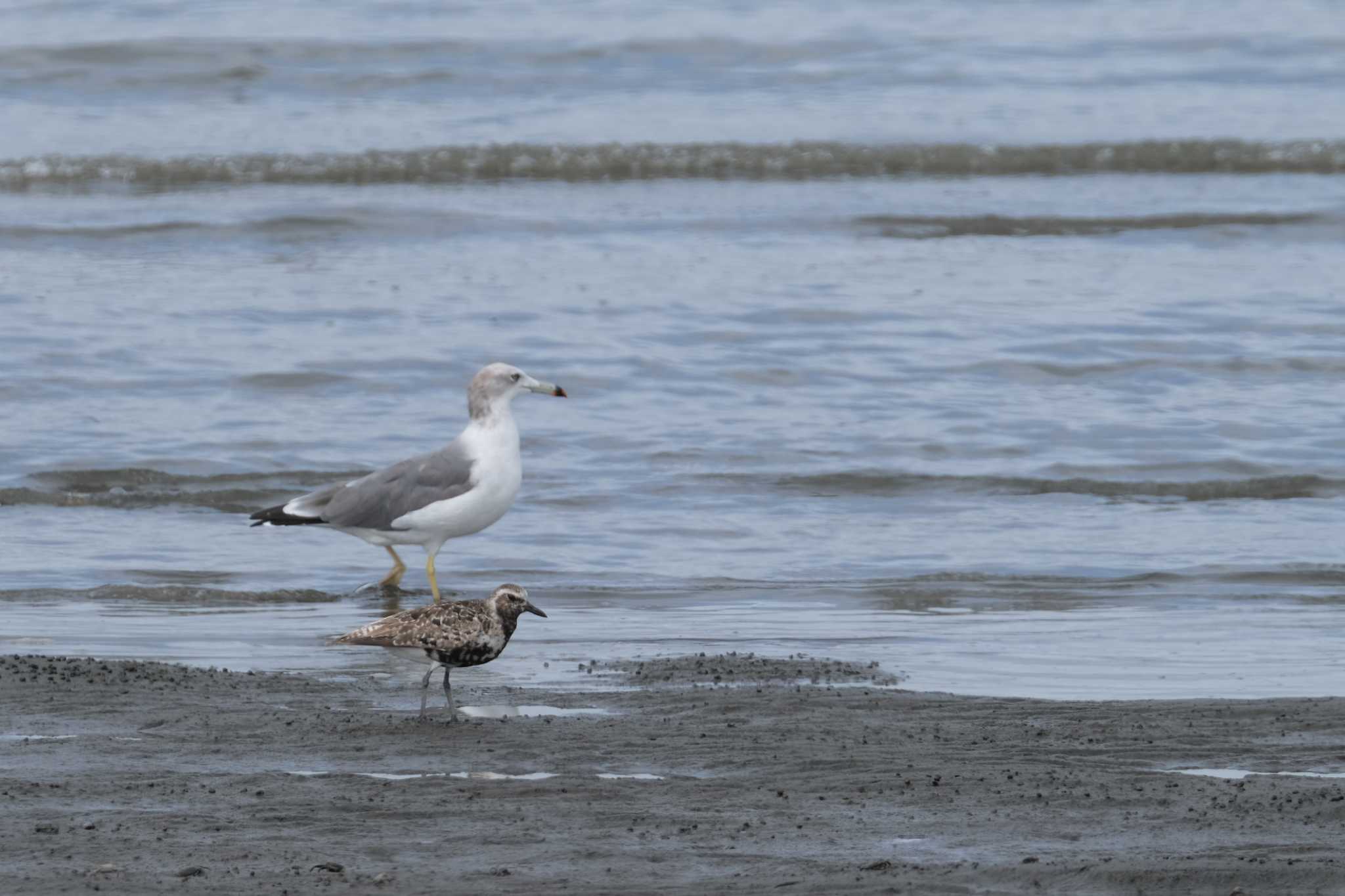 Grey Plover