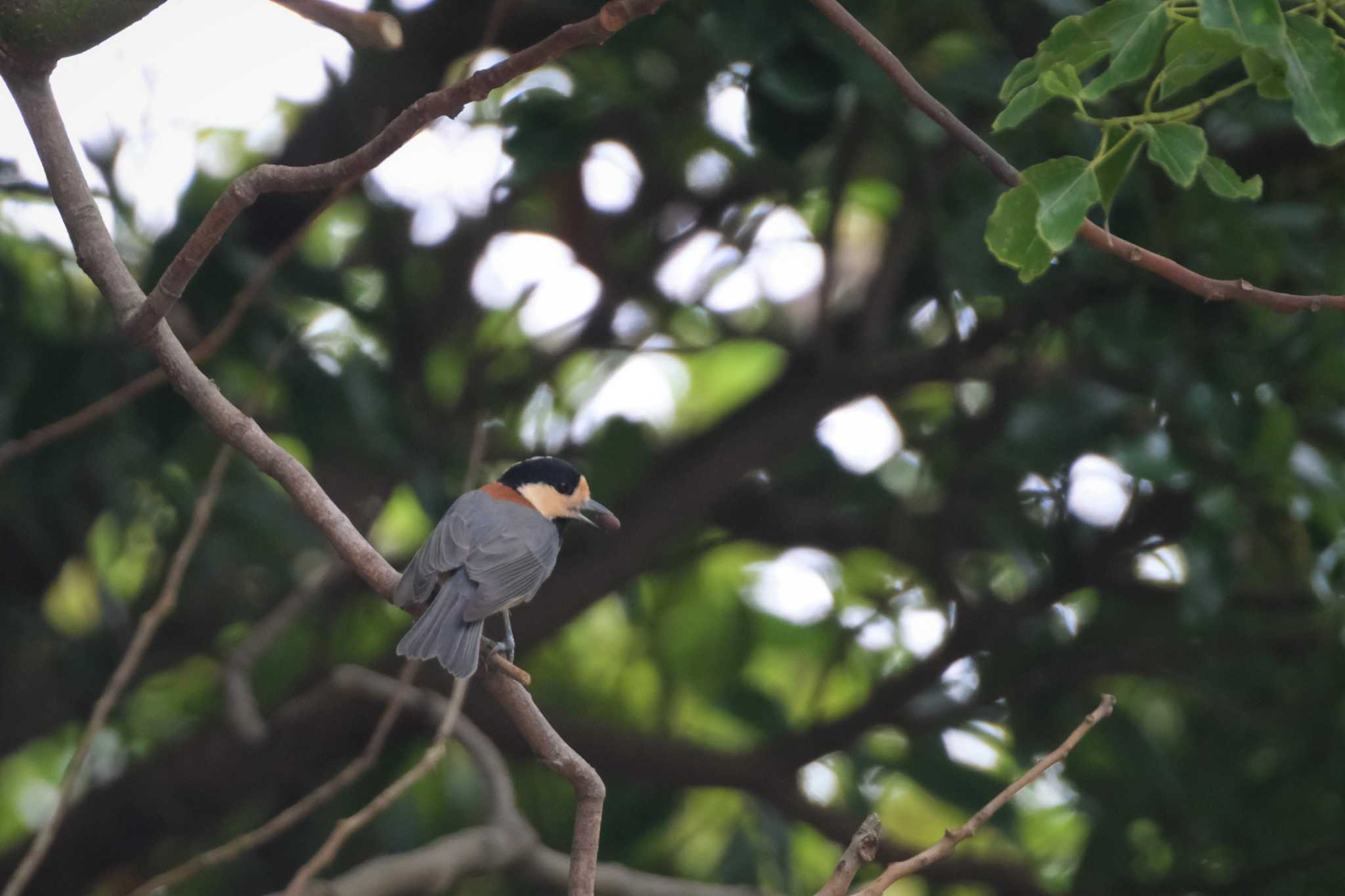 Varied Tit