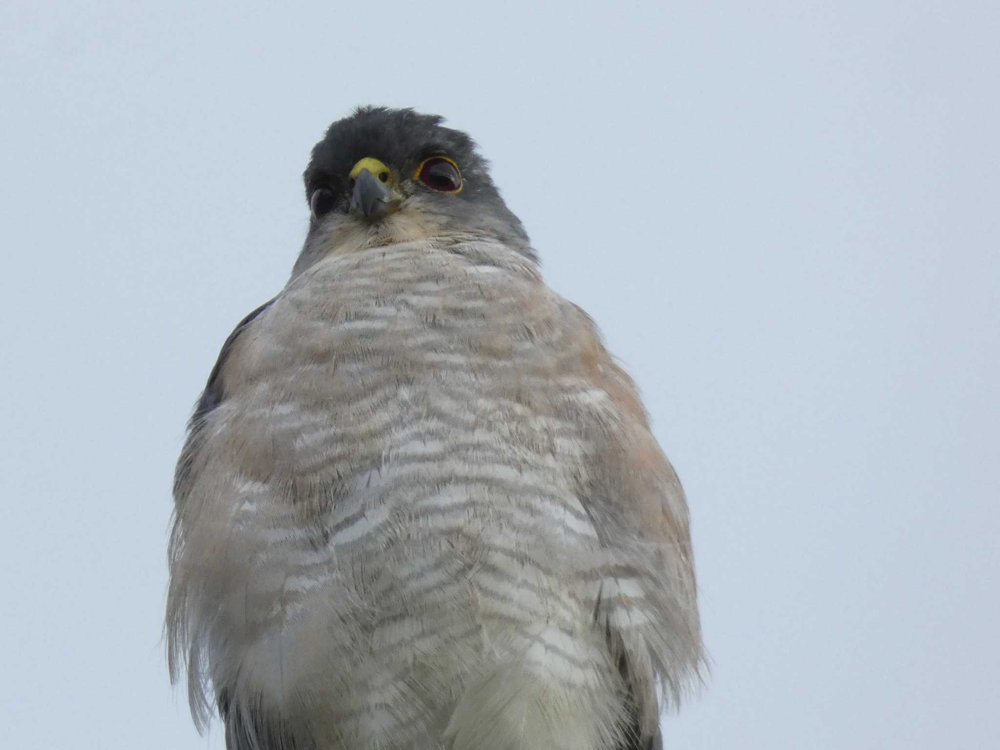 Photo of Japanese Sparrowhawk(iwasakii) at Yoron Island by あおこん