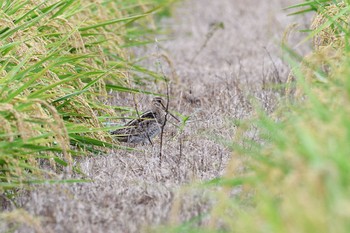 チュウジシギ 平塚田んぼ 2020年9月13日(日)