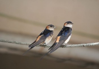 Red-rumped Swallow Unknown Spots Mon, 6/20/2016