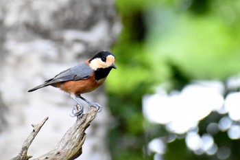 Varied Tit 西湖野鳥の森公園 Sun, 9/13/2020