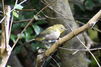 Warbling White-eye 西湖野鳥の森公園 Sun, 9/13/2020