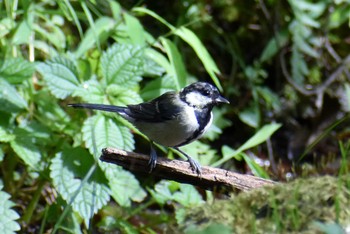 Japanese Tit 西湖野鳥の森公園 Sun, 9/13/2020