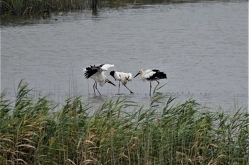 コウノトリ 渡良瀬遊水地 2020年9月12日(土)