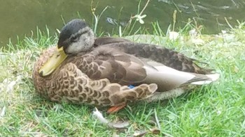 マガモ 中島公園 2020年9月12日(土)