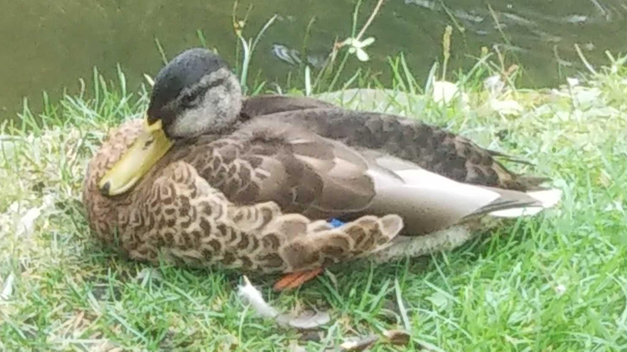 Photo of Mallard at 中島公園 by imoya