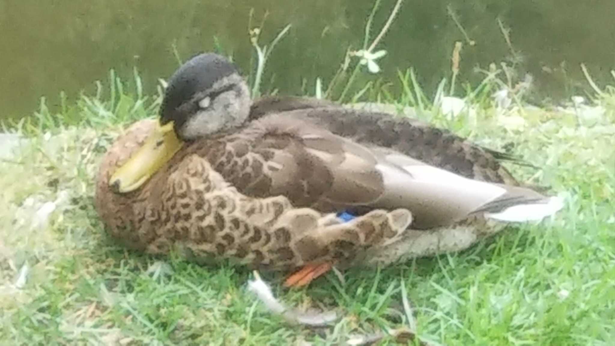 Photo of Mallard at 中島公園 by imoya