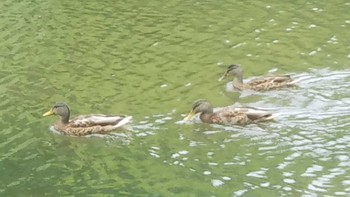 Mallard 中島公園 Sat, 9/12/2020