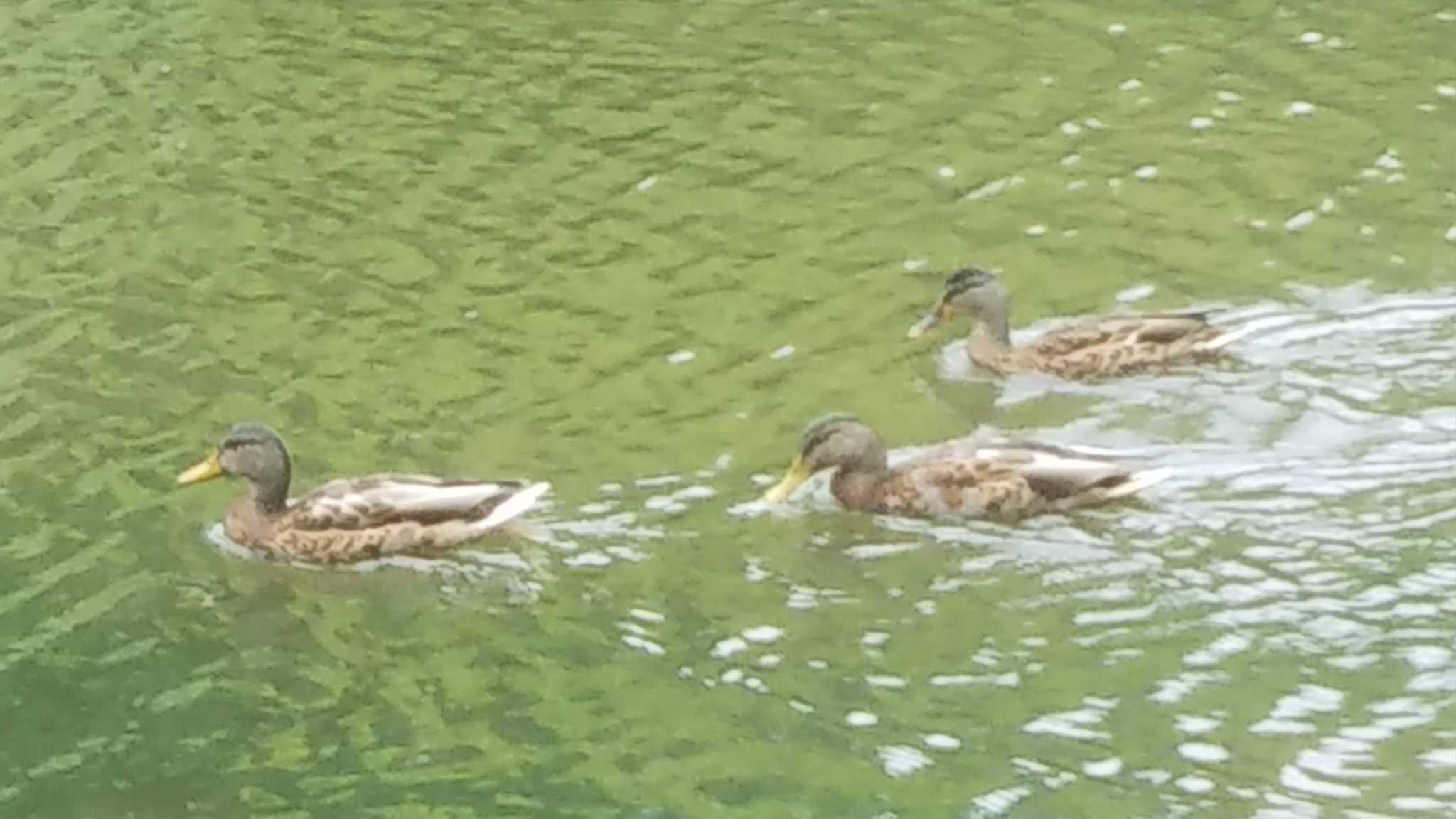 Photo of Mallard at 中島公園 by imoya