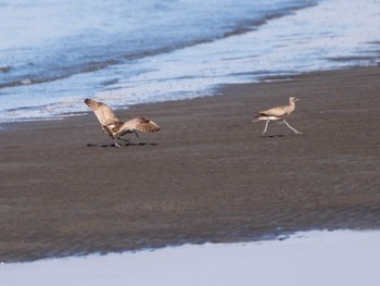 チュウシャクシギ 葛西臨海公園 2020年9月13日(日)