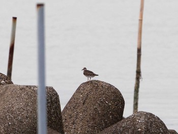 2020年9月13日(日) 葛西臨海公園の野鳥観察記録