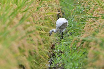 チュウサギ 平塚田んぼ 2020年9月13日(日)