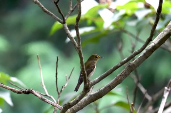 キビタキ 香川県 2020年9月12日(土)