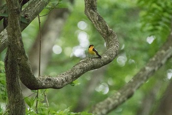 2016年6月19日(日) 霧降の滝、霧降高原の野鳥観察記録