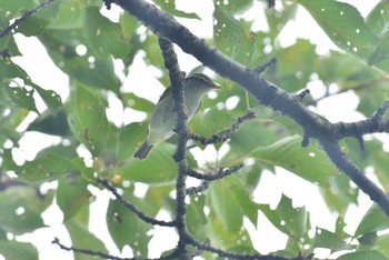 Sun, 9/13/2020 Birding report at 権現山(弘法山公園)