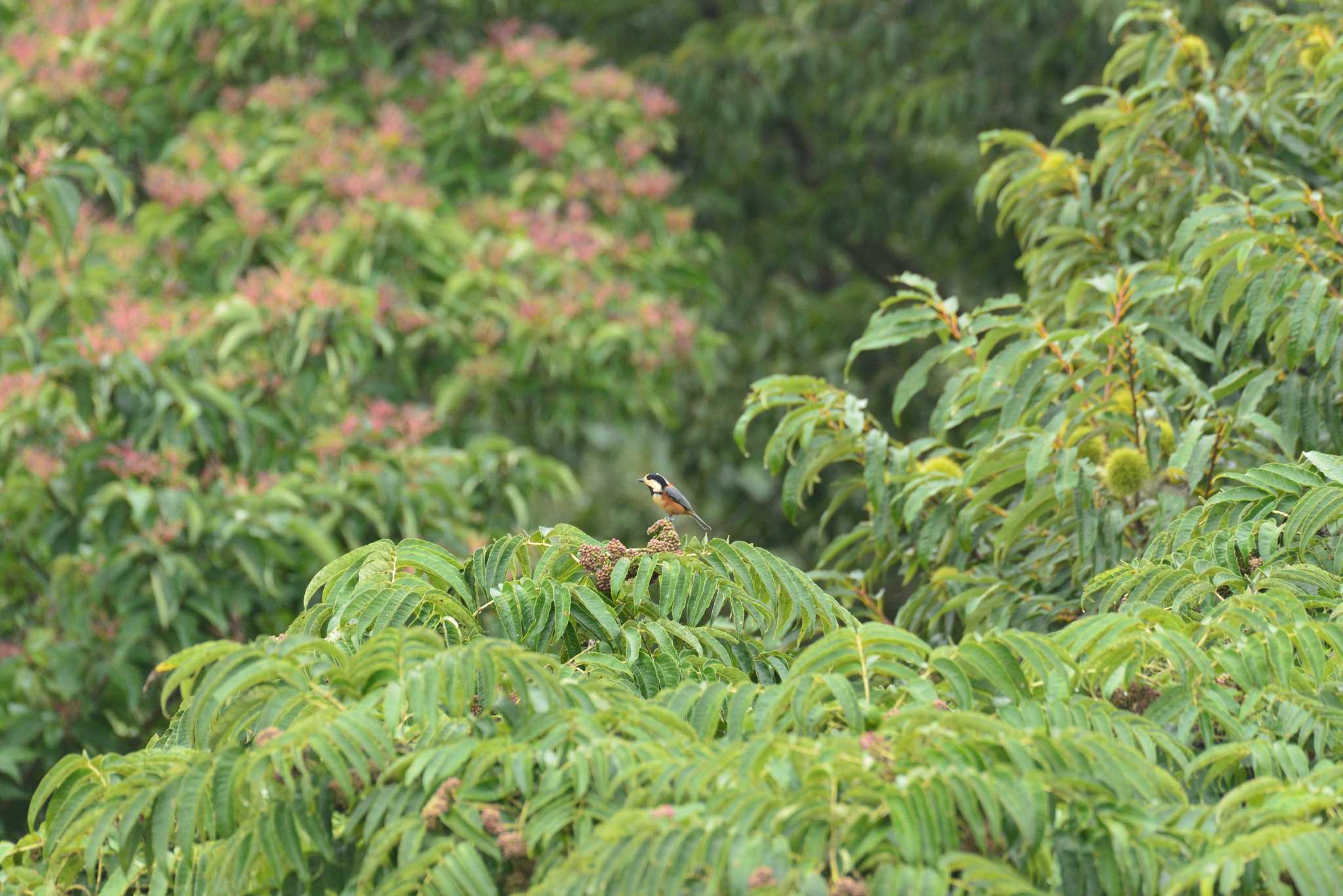 Varied Tit