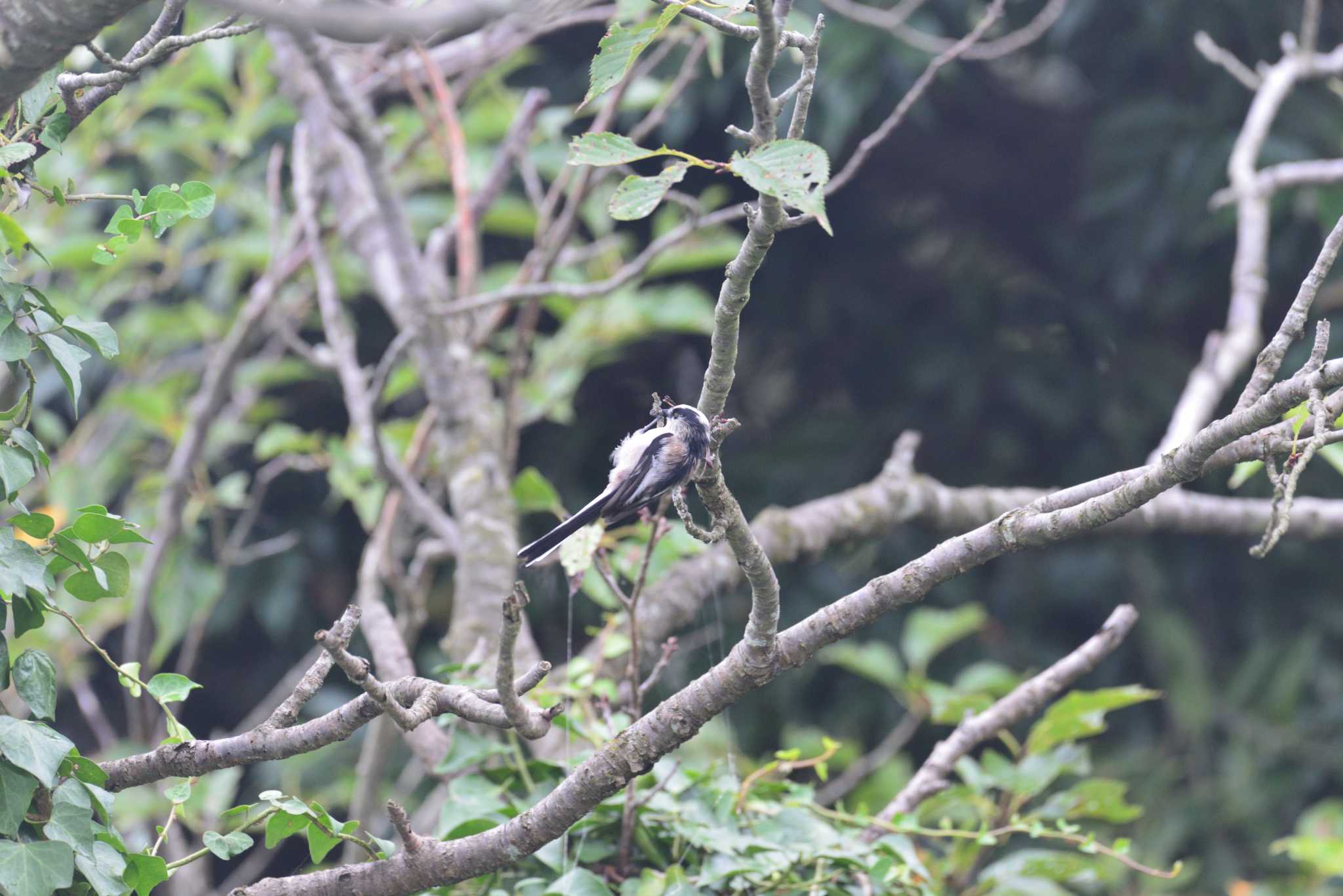 権現山(弘法山公園) エナガの写真 by 80%以上は覚えてないかも