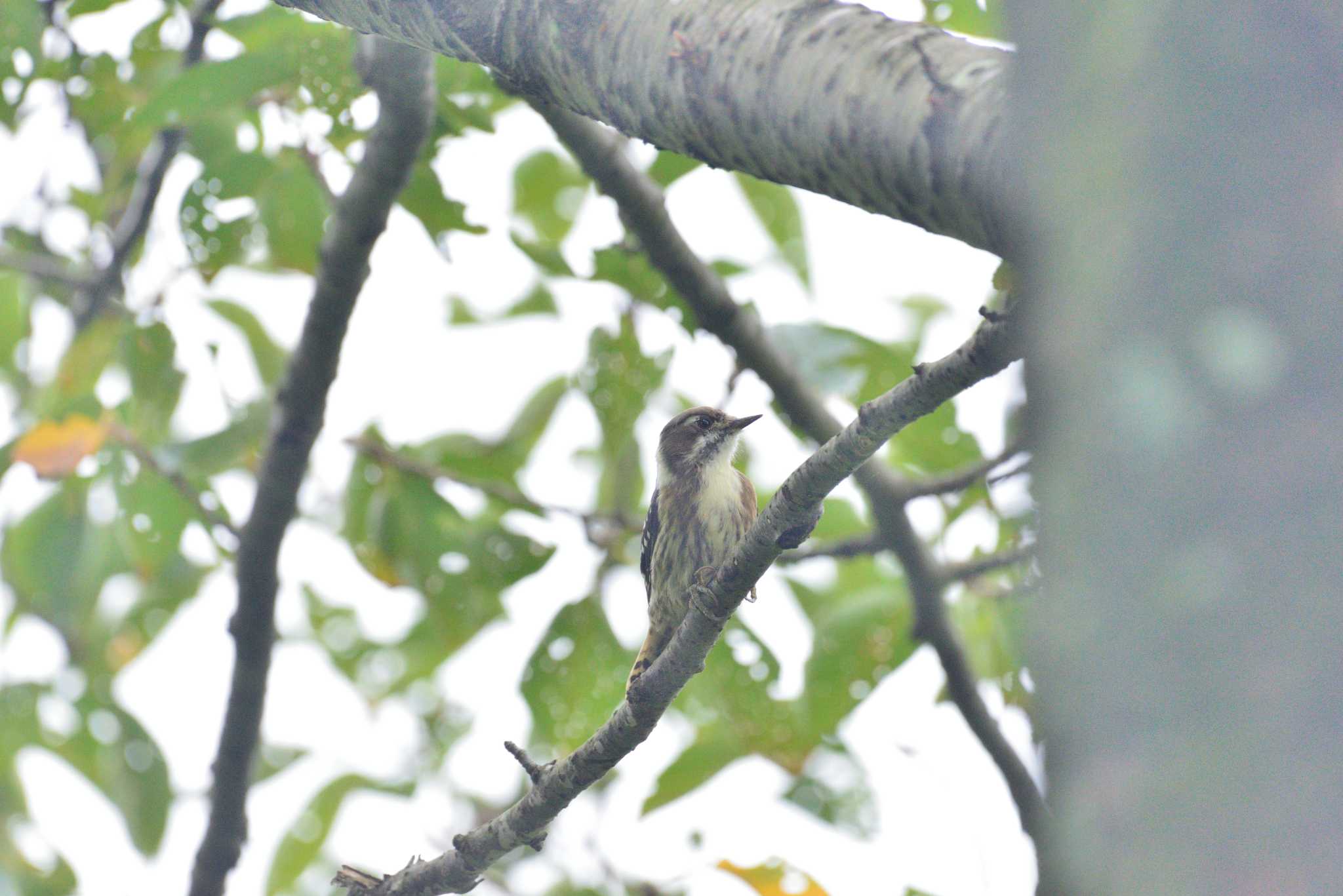 Japanese Pygmy Woodpecker