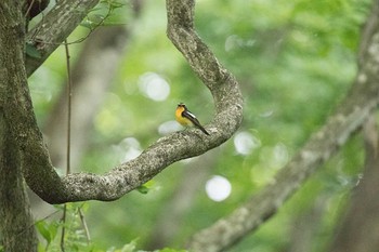 キビタキ 霧降の滝、霧降高原 2016年6月19日(日)