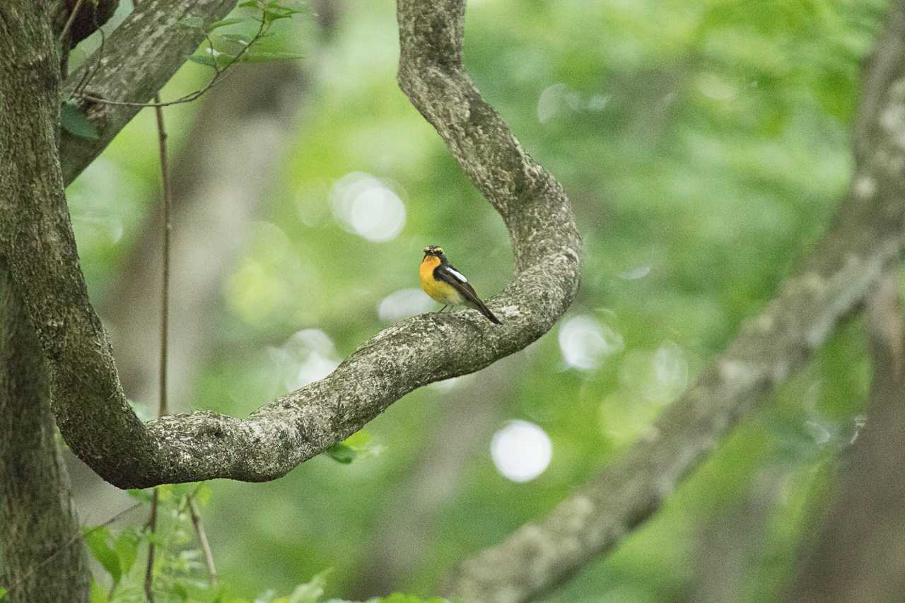 霧降の滝、霧降高原 キビタキの写真 by natoto