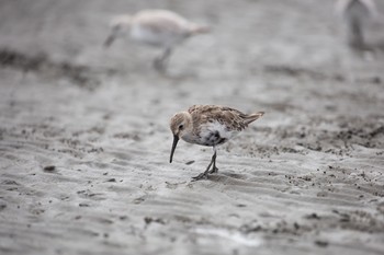 ハマシギ ふなばし三番瀬海浜公園 2020年9月13日(日)