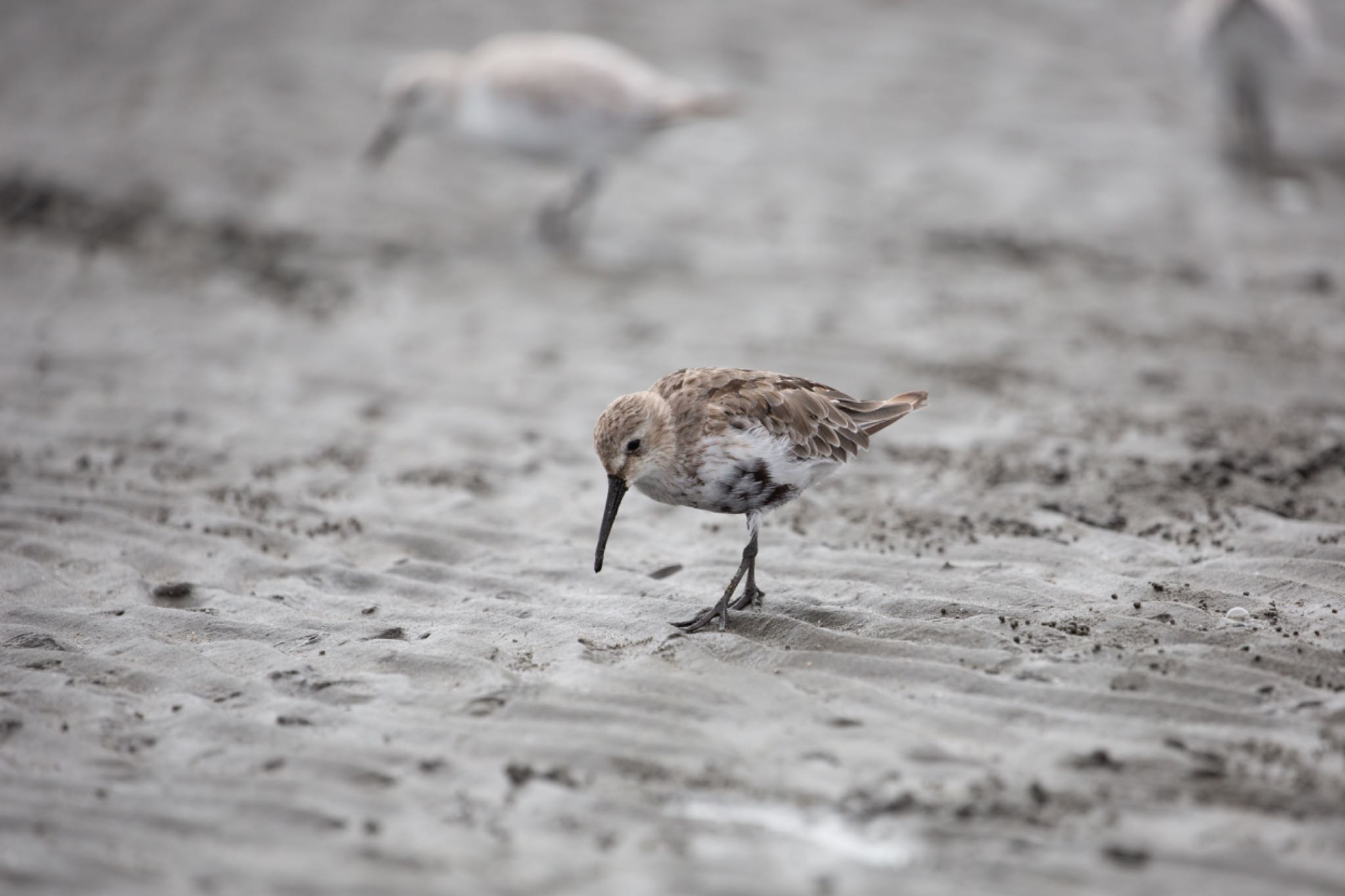 ふなばし三番瀬海浜公園 ハマシギの写真 by Leaf