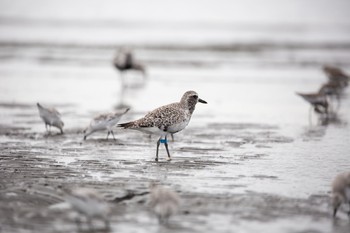 ダイゼン ふなばし三番瀬海浜公園 2020年9月13日(日)