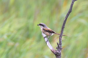 Long-tailed Shrike Osaka Nanko Bird Sanctuary Sun, 9/13/2020