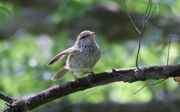 Japanese Bush Warbler 東京都多摩地域 Tue, 6/2/2020