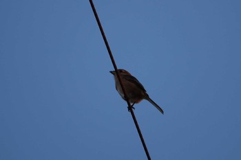 Bull-headed Shrike 倉敷市藤戸町 Mon, 9/14/2020