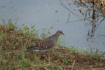 Oriental Turtle Dove 倉敷市藤戸町 Thu, 9/10/2020