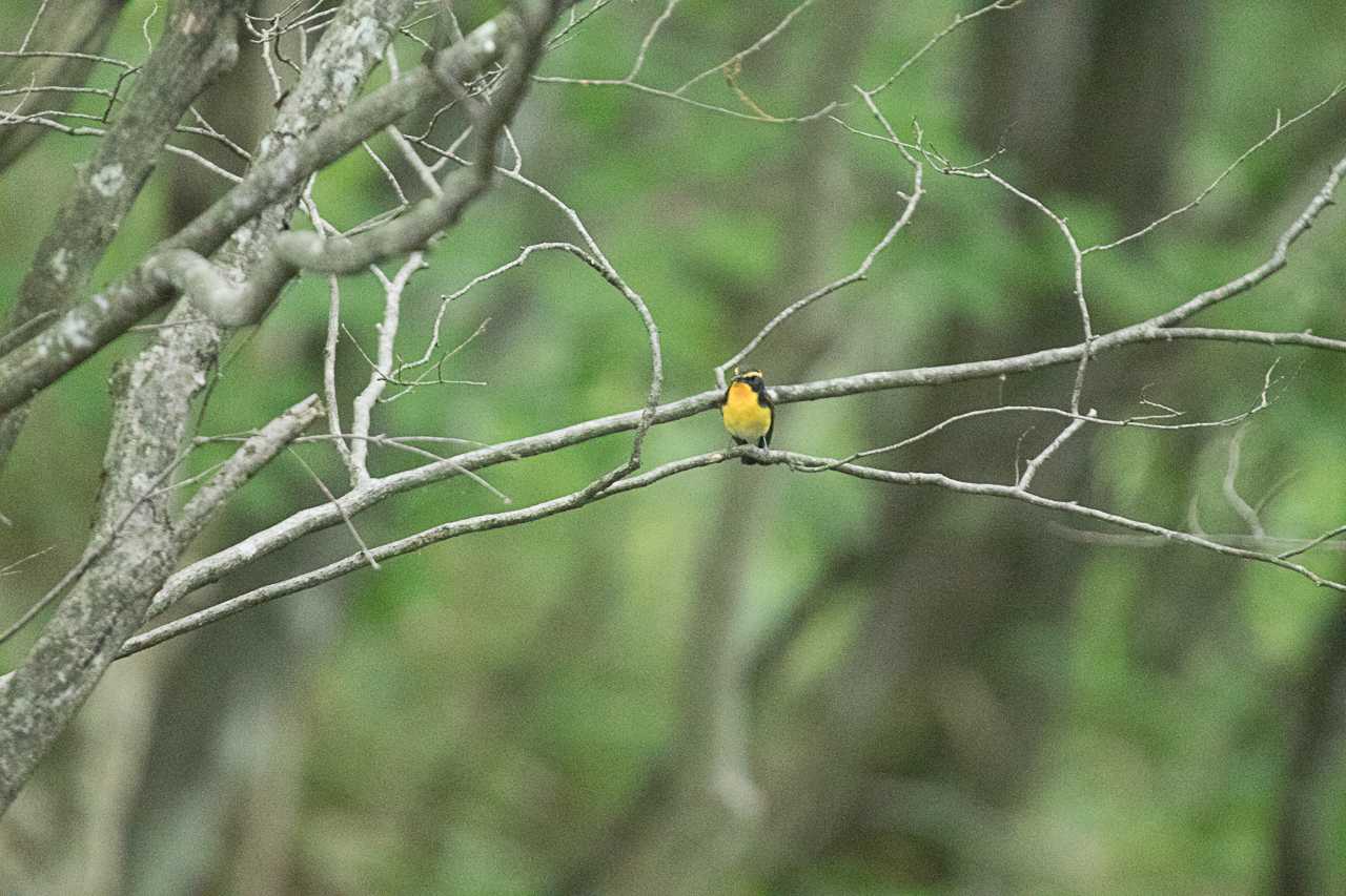 霧降の滝、霧降高原 キビタキの写真