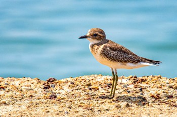 オオメダイチドリ 魚住海岸 2020年8月30日(日)