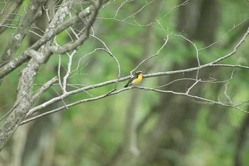 キビタキ 霧降の滝、霧降高原 2016年6月19日(日)