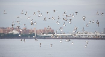 ミユビシギ ふなばし三番瀬海浜公園 2020年9月13日(日)