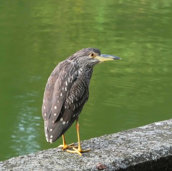 Black-crowned Night Heron 千葉県柏市 Thu, 9/10/2020