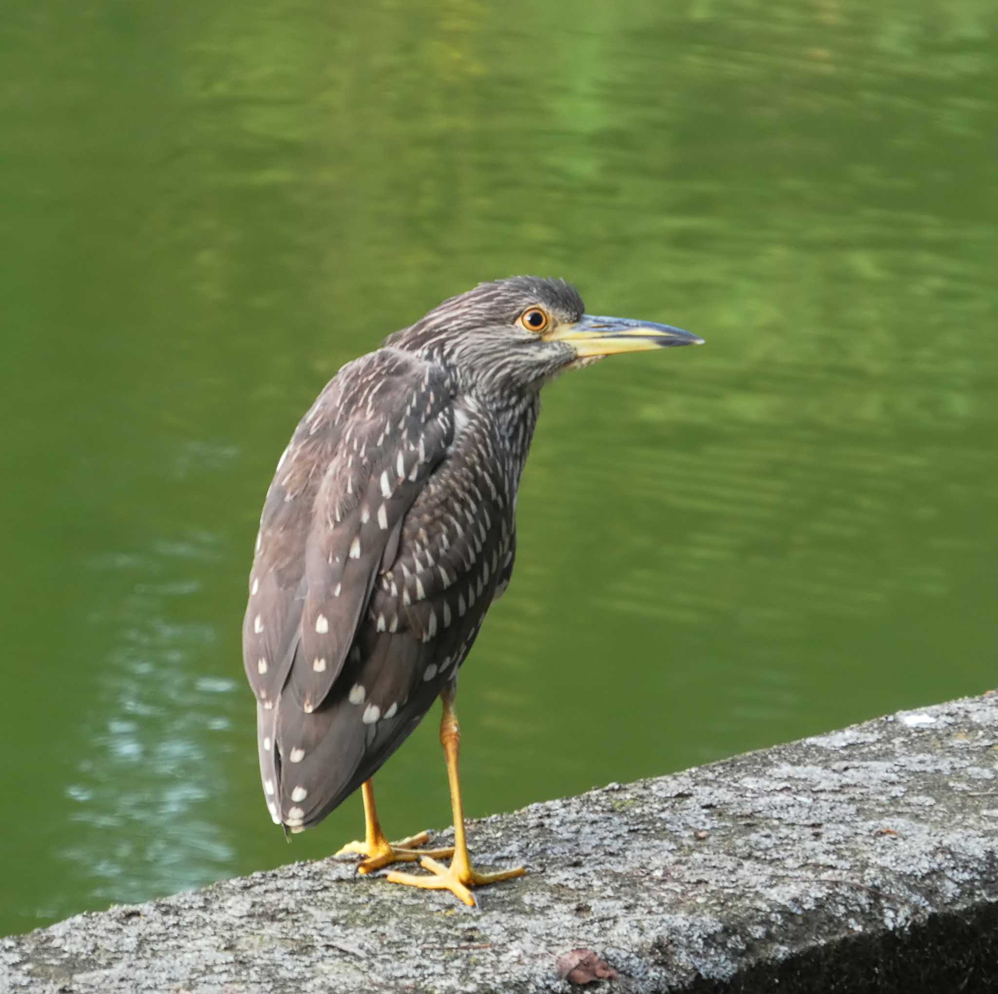 Photo of Black-crowned Night Heron at 千葉県柏市 by のりさん