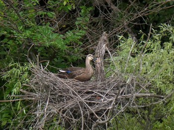 Eastern Spot-billed Duck 千葉県柏市 Thu, 9/10/2020