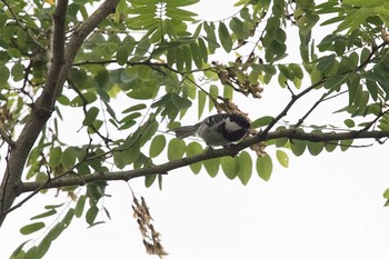 ヒガラ 霧降の滝、霧降高原 2016年6月19日(日)