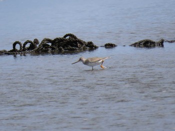 2020年9月5日(土) ふなばし三番瀬海浜公園の野鳥観察記録