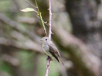 2020年9月13日(日) 神戸市西区の野鳥観察記録