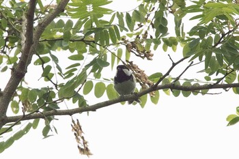 ヒガラ 霧降の滝、霧降高原 2016年6月19日(日)