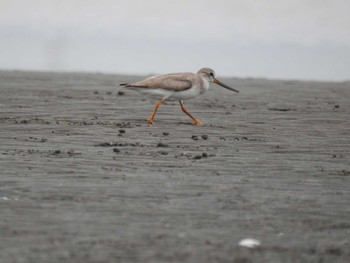 2020年9月12日(土) ふなばし三番瀬海浜公園の野鳥観察記録