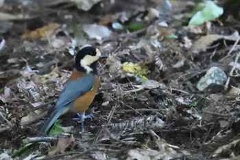 Varied Tit Kobe Forest Botanic Garden Mon, 9/14/2020