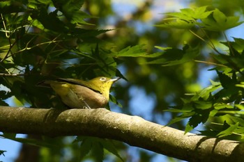 Warbling White-eye Kobe Forest Botanic Garden Mon, 9/14/2020