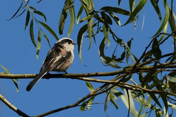 Long-tailed Tit Kobe Forest Botanic Garden Mon, 9/14/2020