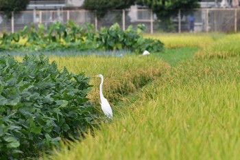 ダイサギ 平塚田んぼ 2020年9月14日(月)