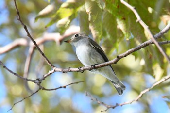 Asian Brown Flycatcher 堺浜 Mon, 9/14/2020